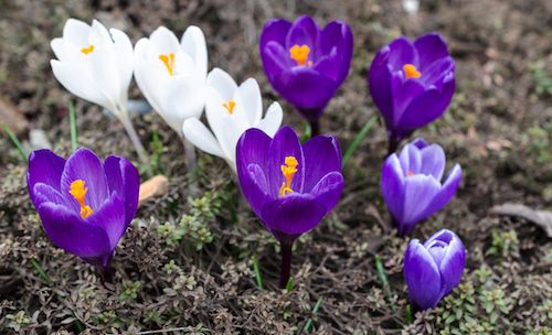 Crocus flower