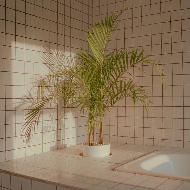 Indoor Plant in a Bright Bathroom with White Tiles
