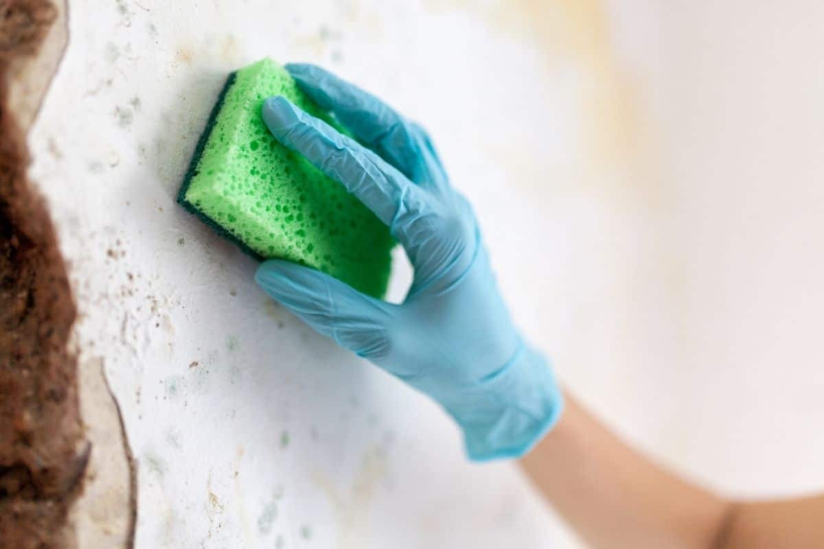 hand scrubs mould from wall